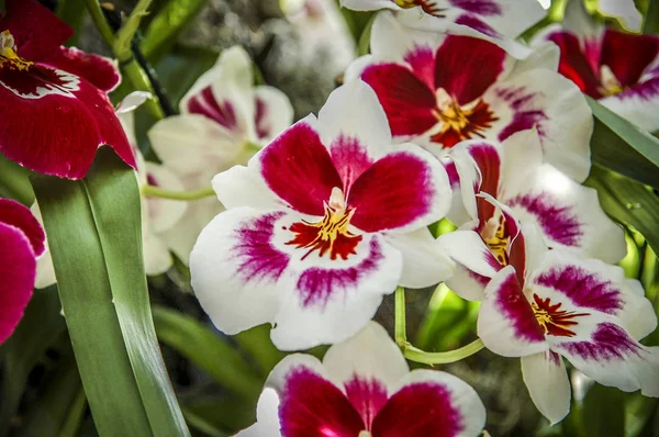 Färgglada Cymbidium Blomma Ett Släkte Vintergröna Arter Familjen Orchid — Stockfoto