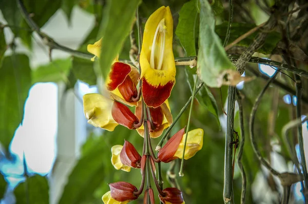 Renkli Cymbidium çiçek orkide ailesindeki 52 yaprak dökmeyen türleri bir cinsidir