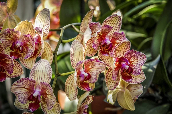 Színes Cymbidium Virág Nemzetség Orchidea Család Örökzöld Fajok — Stock Fotó