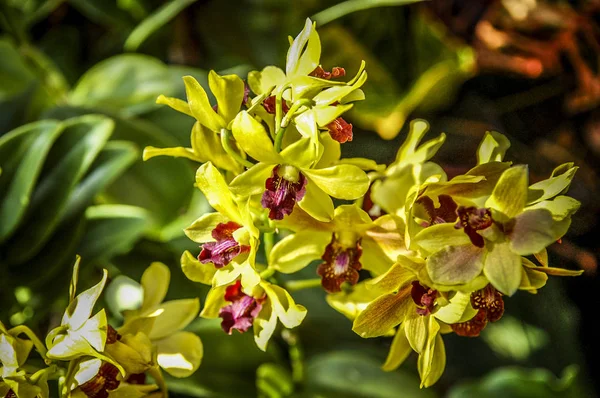 Színes Cymbidium Virág Nemzetség Orchidea Család Örökzöld Fajok — Stock Fotó