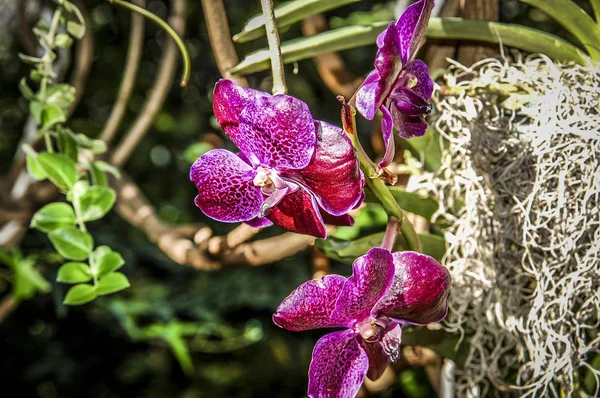 Πολύχρωμα Cymbidium Λουλούδι Είναι Ένα Γένος Των Αειθαλή Είδη Στην — Φωτογραφία Αρχείου