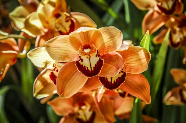 Färgglada Cymbidium Blomma Ett Släkte Vintergröna Arter Familjen Orchid — Stockfoto