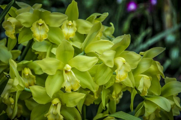 Färgglada Cymbidium Blomma Ett Släkte Vintergröna Arter Familjen Orchid — Stockfoto