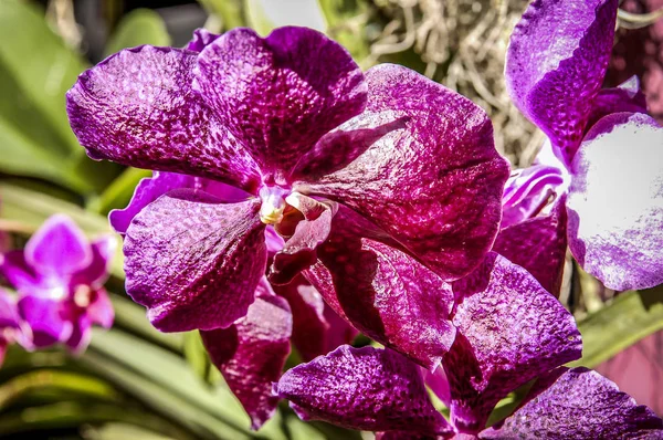 Färgglada Cymbidium Blomma Ett Släkte Vintergröna Arter Familjen Orchid — Stockfoto