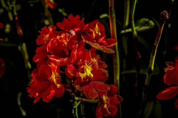 Farbenfrohe Cymbidium Blume Ist Eine Gattung Von Immergrünen Arten Aus — Stockfoto