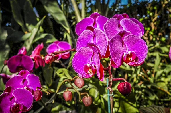 Színes Cymbidium Virág Nemzetség Orchidea Család Örökzöld Fajok — Stock Fotó