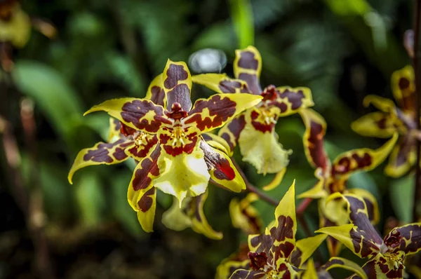 Färgglada Cymbidium Blomma Ett Släkte Vintergröna Arter Familjen Orchid — Stockfoto