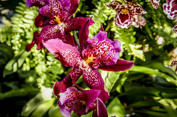 Färgglada Cymbidium Blomma Ett Släkte Vintergröna Arter Familjen Orchid — Stockfoto