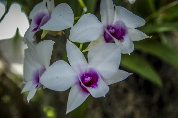 Färgglada Cymbidium Blomma Ett Släkte Vintergröna Arter Familjen Orchid — Stockfoto