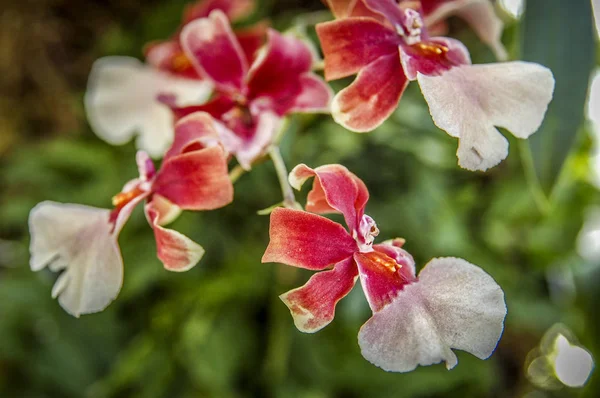 Färgglada Cymbidium Blomma Ett Släkte Vintergröna Arter Familjen Orchid — Stockfoto