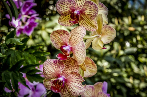 Färgglada Cymbidium Blomma Ett Släkte Vintergröna Arter Familjen Orchid — Stockfoto