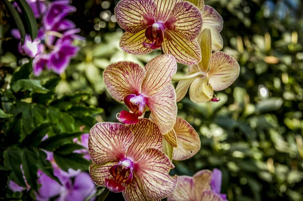 Fleur Cymbidium Colorée Est Genre Espèces Feuilles Persistantes Famille Des — Photo