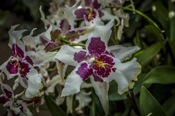 Cymbidium Flower Género Orquídeas Perteneciente Familia Las Orquídeas — Foto de Stock
