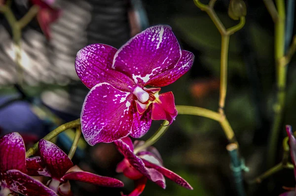 Kolorowy Kwiat Cymbidium Jest Evergreen Gatunków Rodziny Storczyków — Zdjęcie stockowe