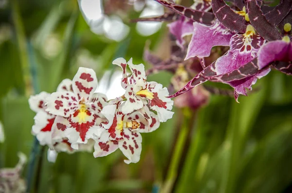 Färgglada Cymbidium Blomma Ett Släkte Vintergröna Arter Familjen Orchid — Stockfoto