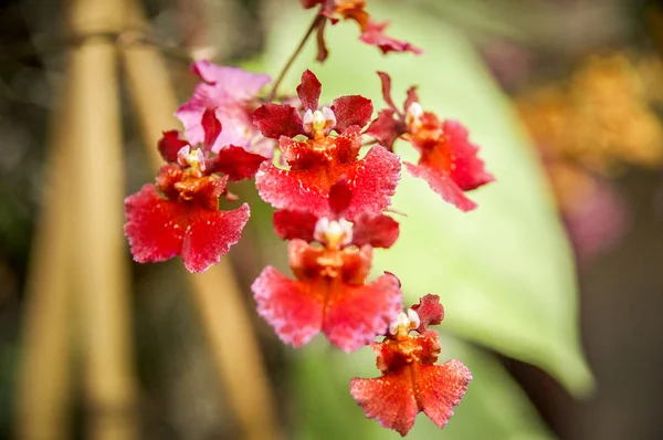 Colorful Cymbidium Flower Genere Specie Sempreverdi Della Famiglia Delle Orchidee — Foto Stock
