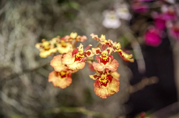 Színes Cymbidium Virág Nemzetség Orchidea Család Örökzöld Fajok — Stock Fotó