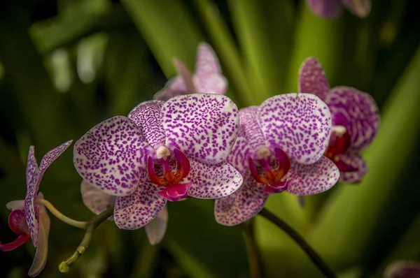 Farbenfrohe Cymbidium Blume Ist Eine Gattung Von Immergrünen Arten Aus — Stockfoto