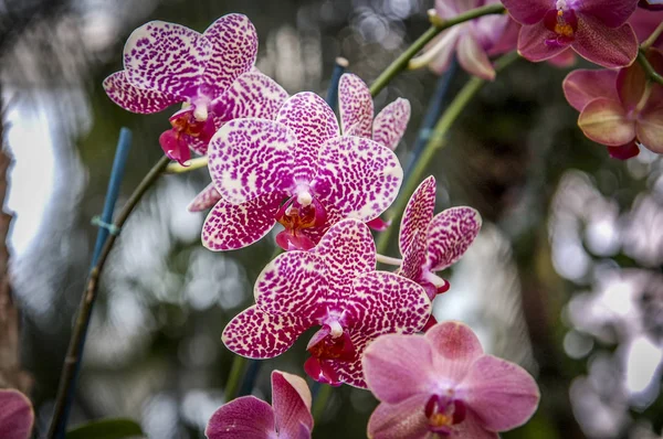 Színes Cymbidium Virág Nemzetség Orchidea Család Örökzöld Fajok — Stock Fotó