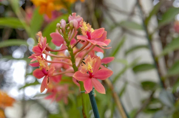 Barevný Květ Cymbidium Rod Stálezelených Druhů Čeledi Orchidejí — Stock fotografie