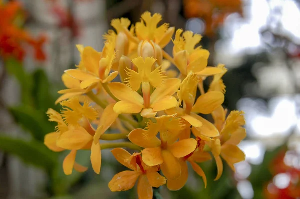Цветок Цимбидиума Род Вечнозеленых Видов Семействе Орхидей — стоковое фото