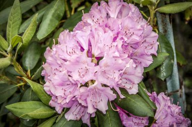 Lale Çiçek güzel turuncu ve kırmızı laleler bahar üzerinde