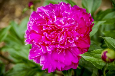 Lale Çiçek güzel turuncu ve kırmızı laleler bahar üzerinde