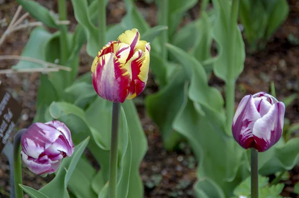 Tulipán Virág Szép Narancssárga Piros Tulipánok Tavasszal — Stock Fotó