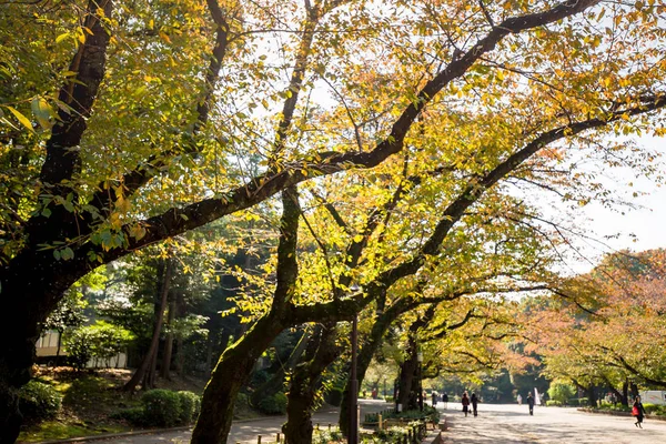 Folha Amarela Maples Outono Parque Ueno Tóquio Japão Com Grupo — Fotografia de Stock