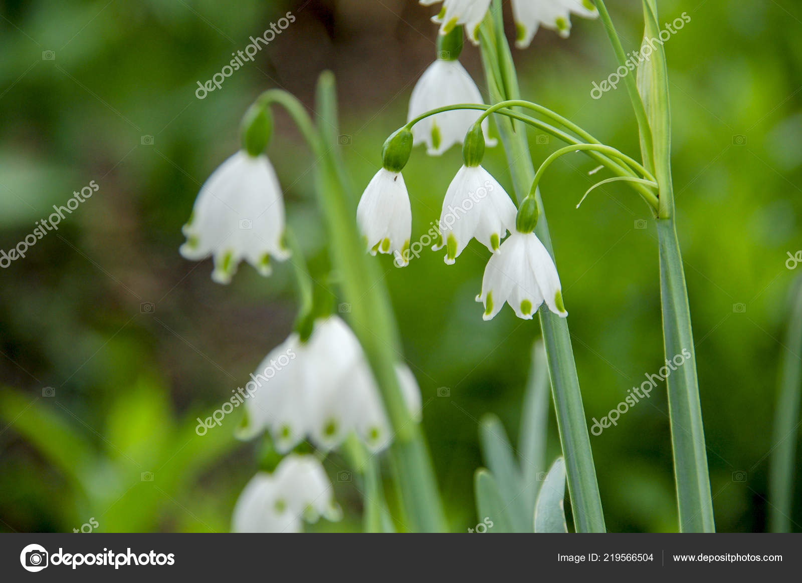Get Closeup Flower Bloom Blossom Clover Flowers Colorful Colour For Android Free Wallpaper Closeup Flower Bloom Blossom Clover Flowers Colorful Colour For Android Free