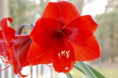 Çiçek çiçek ve çiçek yonca portre çiçekler ile renk renkli 