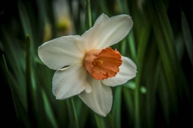 Çiçek çiçek ve çiçek yonca portre çiçekler ile renk renkli 