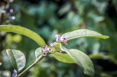 Çiçek çiçek ve çiçek yonca portre çiçekler ile renk renkli 