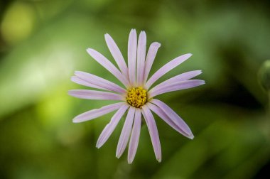 Çiçek çiçek ve çiçek yonca portre çiçekler ile renk renkli 