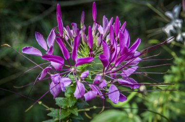 Çiçek çiçek ve çiçek yonca portre çiçekler ile renk renkli 