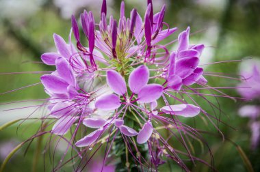 Çiçek çiçek ve çiçek yonca portre çiçekler ile renk renkli 