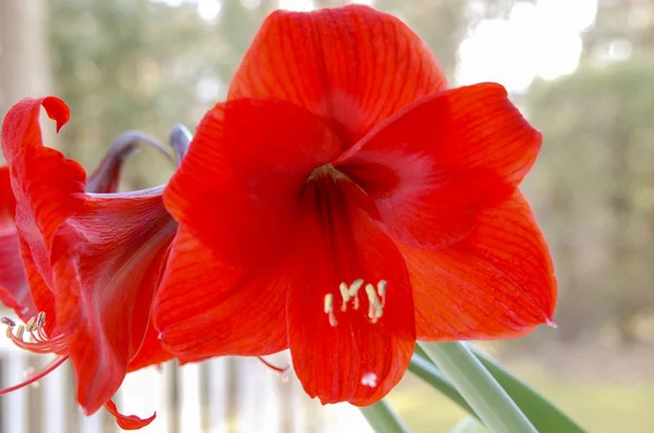 Çiçek çiçek ve çiçek yonca portre çiçekler ile renk renkli 