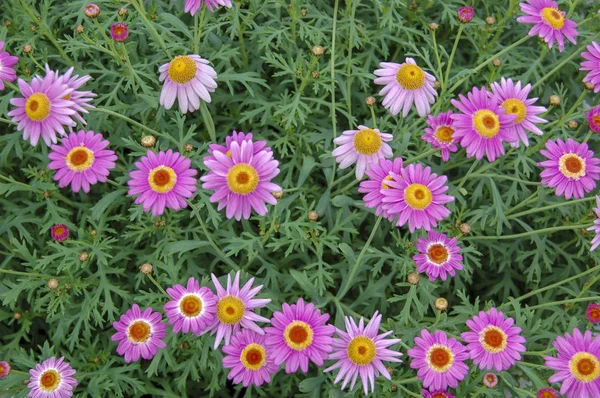 Çiçek çiçek ve çiçek yonca portre çiçekler ile renk renkli 