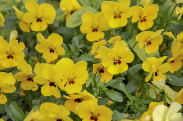 Çiçek çiçek ve çiçek yonca portre çiçekler ile renk renkli 