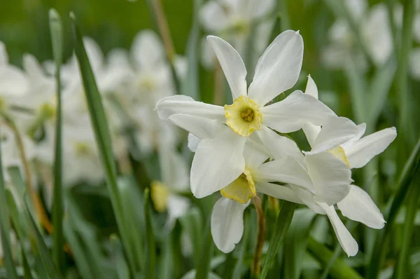 Nahaufnahme Blühen Und Blühen Kleeblumen Mit Bunten Farben — Stockfoto