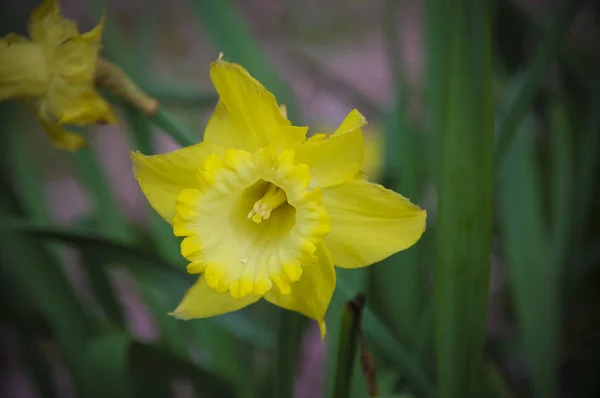 Nahaufnahme Blühen Und Blühen Kleeblumen Mit Bunten Farben — Stockfoto