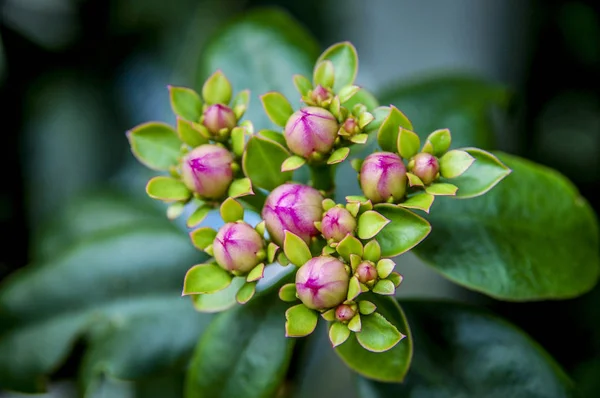 Zbliżenie Bloom Kwiat Koniczyna Kwiat Kwiaty Kolorowe Barwy — Zdjęcie stockowe