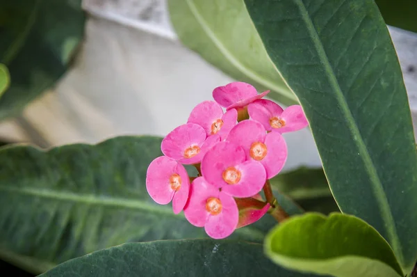 Zbliżenie Bloom Kwiat Koniczyna Kwiat Kwiaty Kolorowe Barwy — Zdjęcie stockowe