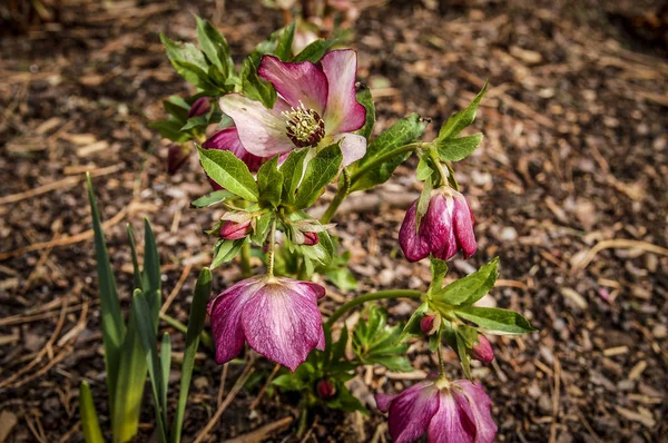 Zbliżenie Bloom Kwiat Koniczyna Kwiat Kwiaty Kolorowe Barwy — Zdjęcie stockowe