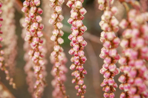 Zbliżenie Bloom Kwiat Koniczyna Kwiat Kwiaty Kolorowe Barwy — Zdjęcie stockowe