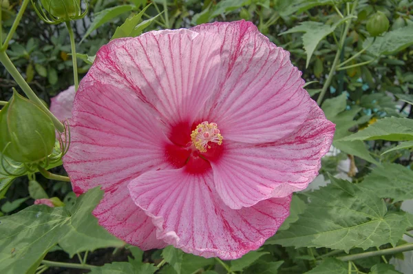 Detailní Záběr Květ Bloom Květ Jetele Květiny Pestré Barvy — Stock fotografie