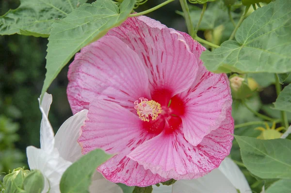 Nahaufnahme Blühen Und Blühen Kleeblumen Mit Bunten Farben — Stockfoto