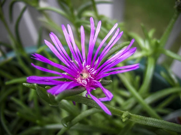 Closeup Bloem Bloei Bloesem Clover Bloemen Met Kleurrijke Van Kleur — Stockfoto