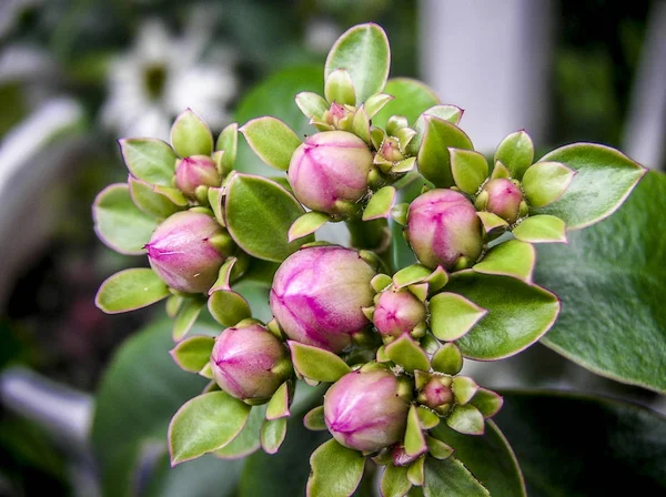 Zbliżenie Bloom Kwiat Koniczyna Kwiat Kwiaty Kolorowe Barwy — Zdjęcie stockowe