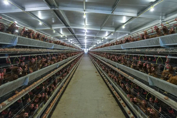 多层次产线输送机生产的鸡卵家禽养殖场 蛋鸡住宅 农用技术装备 有限的景深 模糊一些鸡肉 — 图库照片